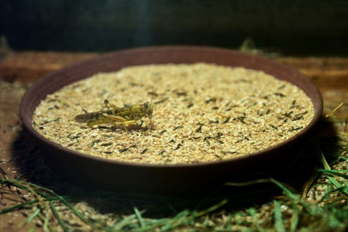 Antalya’da üretilen böcekler Konya’da köpek mamasına dönüşüyor 3